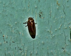 Monecphora nigritarsis