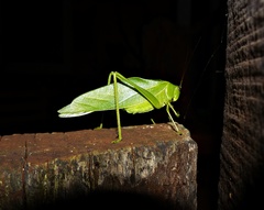 Microcentrum marginatum