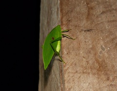 Phylloptera