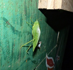 Microcentrum marginatum