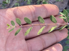 Euphorbia magdalenae