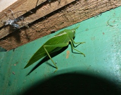 Microcentrum marginatum