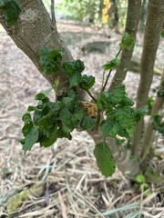 Polyscias guilfoylei