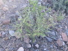 Euphorbia magdalenae