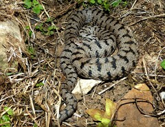 Vipera aspis