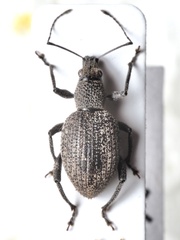 Entiminae