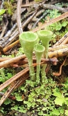 Cladonia chlorophaea