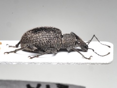 Entiminae