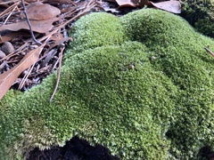 Leucobryum
