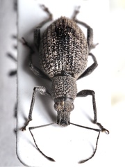 Entiminae