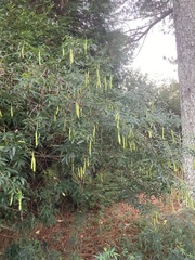 Senna corymbosa
