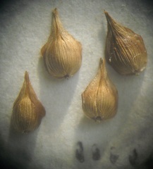 Carex colchica