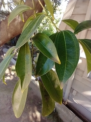 Cinnamomum cassia
