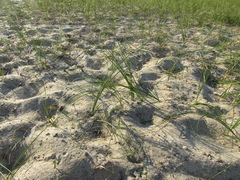 Carex colchica