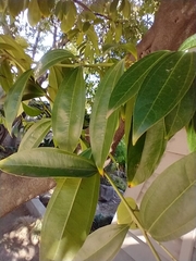 Cinnamomum cassia