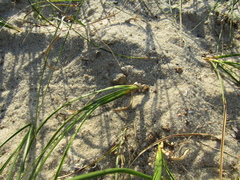 Carex colchica