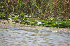 Nymphaea