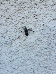 Leptoglossus zonatus