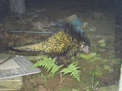 Coendou bicolor