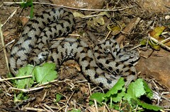 Vipera aspis