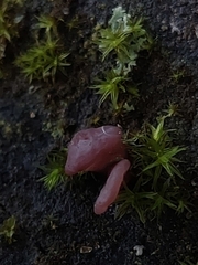 Ascocoryne cylichnium