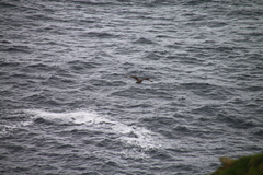 Stercorarius skua