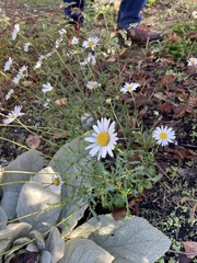 Leucanthemum vulgare