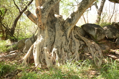 Ficus glumosa