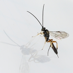 Campopleginae