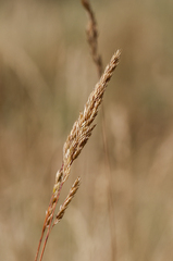 Festuca pseudovaginata