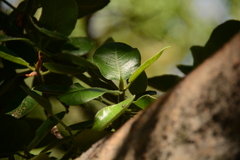 Ficus glumosa