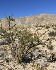 Fouquieria splendens splendens