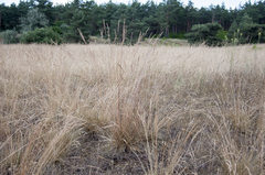 Festuca pseudovaginata