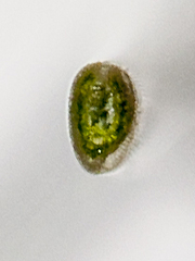 Festuca pseudovaginata