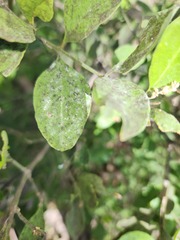 Capnodiaceae