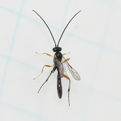 Campopleginae