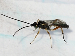 Campopleginae