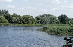 Phragmites australis altissimus