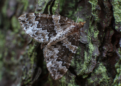 Electrophaes corylata