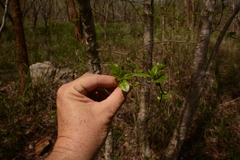 Heteropyxis natalensis