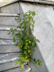 Acalypha australis