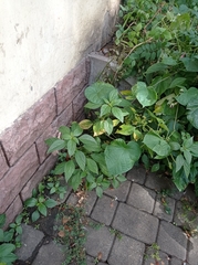Acalypha australis