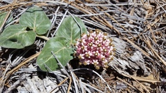 Asclepias solanoana