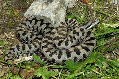 Vipera aspis