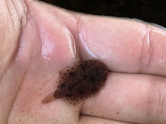 Trinectes maculatus