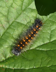 Acronicta auricoma
