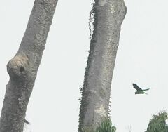 Prioniturus flavicans