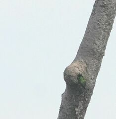 Prioniturus flavicans