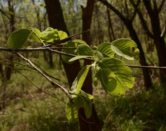 Annona senegalensis