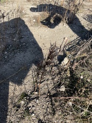 Erythrostemon gilliesii
